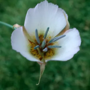 Calochortus palmeri var. munzii, Garner Valley, Angeles National Forest