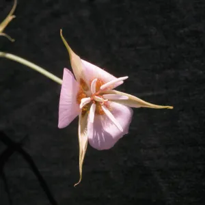 Calochortus palmeri var. palmeri