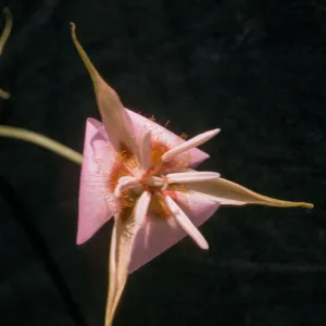Calochortus palmeri var. palmeri