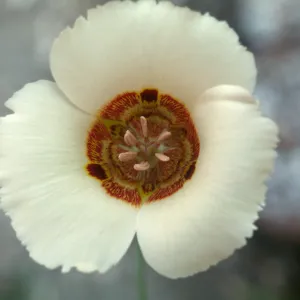 Calochortus superbus