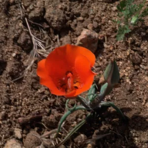 Calochortus kennedyi