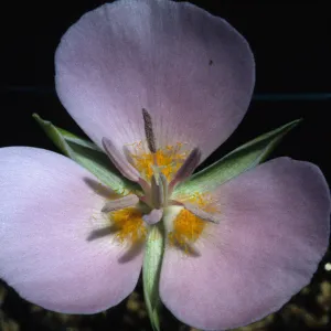 Calochortus palmeri var. munzii 