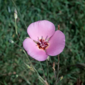 Calochortus palmeri var. munzii, Hwy 74, Mile 74