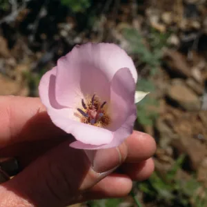 Calochortus dunnii spendens hybrid, Cuyamaca Mountains, Guatay Mountain; betweem old hyw 70 and I-8, east of Descanso, west of Pine Valley; near 32.84694-116.57305, San Diego County