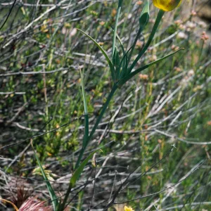 Calochortus clavatus var. gracilis