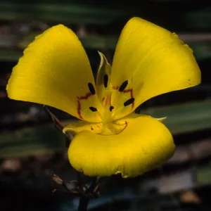 Calochortus clavatus var. gracilis