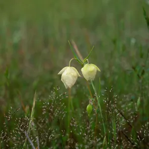 Calochortus albus 
