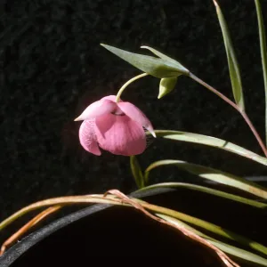 Calochortus amoenus