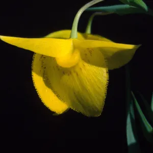 Calochortus 