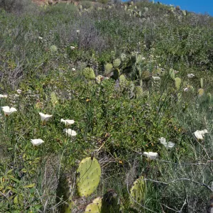 Santa Catalina Island, Cape Canyon, middle part of the island, Los Angeles County