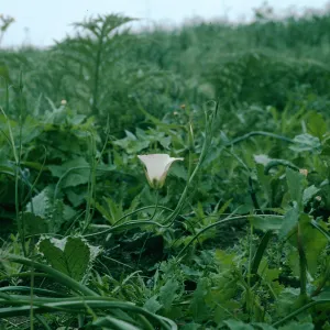 Calochortus catalinae