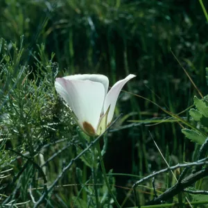 Calochortus catalinae, Santa Ana Mountains, Starr Ranch, National Audubon Soc. Bell Creek junction of Leslie Love Trail, Orange County