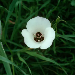 Calochortus catalinae