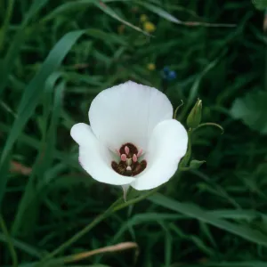 Calochortus catalinae, San Juaquin Hills, Crystal Cove State Park, south of City of Irvine on Hwy 1, Orange County