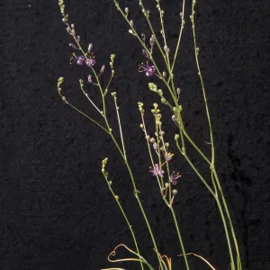 Chlorogalum purpureum Var. purpureum, cult. 