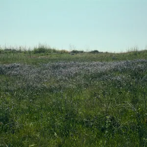 Sisyrinchium bellum. UCI Preserve, Orange County