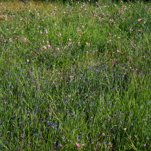Sisyrinchium bellum, Box Canyon along San Marcos Creek South of Alga Road, Eastern Carlsbad, San Diego County