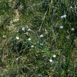 Sisyrinchium bellum