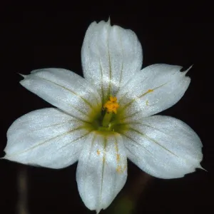 Sisyrinchium bellum 
