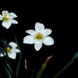 Sisyrinchium bellum 