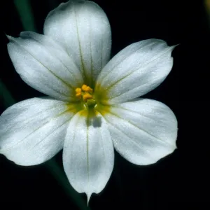 Sisyrinchium bellum 