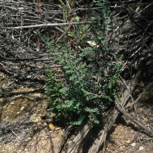 Pellaea mucronata, Cleveland National Forest, North side of Hauser Mtn, south of Morena Lake and northwest of Cameron Corners