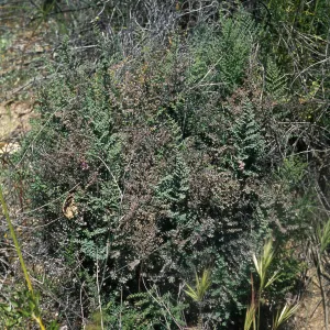 Pellaea mucronata, Cleveland National Forest, North side of Hauser Mtn, south of Morena Lake and northwest of Cameron Corners