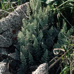 Pentagramma triangularis, South Coast Gavalin Hills near Riverside, Riverside County.