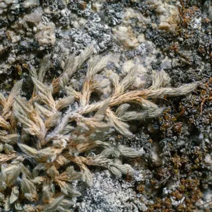 Selaginella asprella, San Bernardino Mtns, Running Springs, along Hwy 18, San Bernardino County