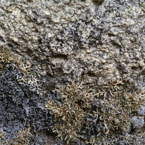 Selaginella asprella, San Bernardino Mountains, Running Springs, San Bernardino County
