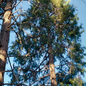 Calocedrus decurrens