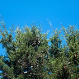 Cupressus forbesii, Otay Mountains, San Diego County