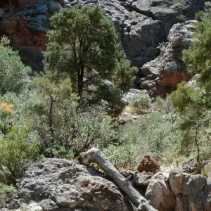 Juniperus osteosperma, Mojave Desert, Clark Mountain, Fir Canyon, north side, 35.54083-115.58889, San Bernardino County