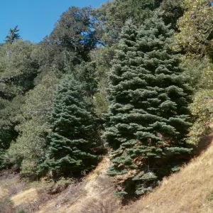 Abies concolor, San Bernardino Mountains,
