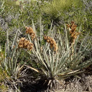 Yucca baccata , North of Clark Mountain, San Bernardino County.