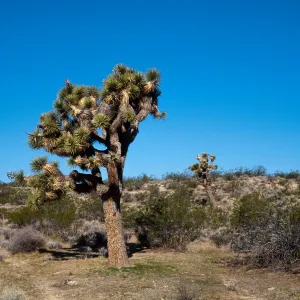 Yucca brevifolia, Fort Irwin, San Bernardino County