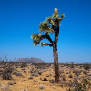 Yucca brevifolia, Sand Hill, 29 Palms