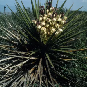Yucca schidigera. 