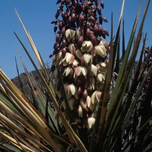 Yucca schidigera, Otay Mesa, San Diago County