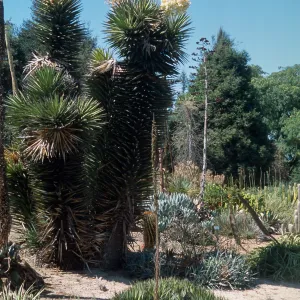 Yucca vallida cult. UCI