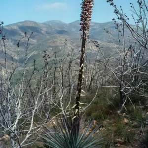 Yucca whipplei, Otay Mountain, West Otay, San Diego County