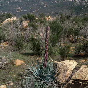Yucca whipplei, Peninsular ranges San Ysidro Mountains: SE side of Otay Mtn., western Marron Valley, S of BM 838, ca 1/2 km N of Mexican border on slope above above Tijuana River