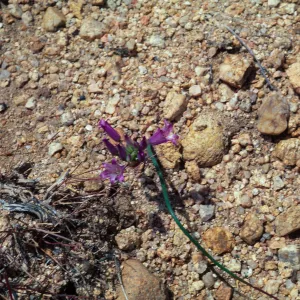 Allium fimbriatum var. fimbriatum, 