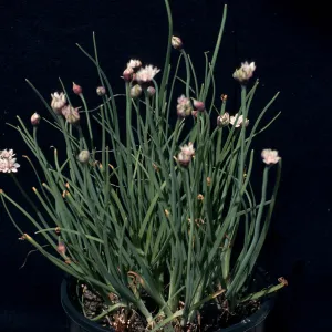 Allium haematochiton 