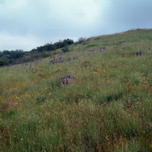 Allium munzii habitat