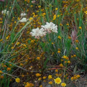 Allium munzii, Southern Santa Ana Mtns., Southeastern flank of Elsinore Peak at â€˜Onion Hill', a grassy knoll of clay soil c. 0.25 mi SE of radio towers, along old Main Divide Road track