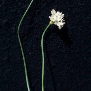 Allium munzii, cult.