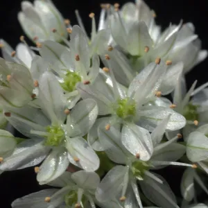 Allium munzii, cult.