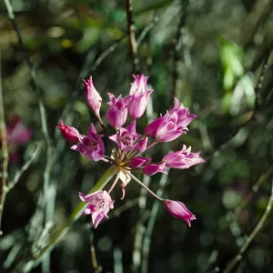 Allium peninsula, Elsinore Peak, Riverside County