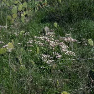 Allium praecox, UCI Preserve, Orange County